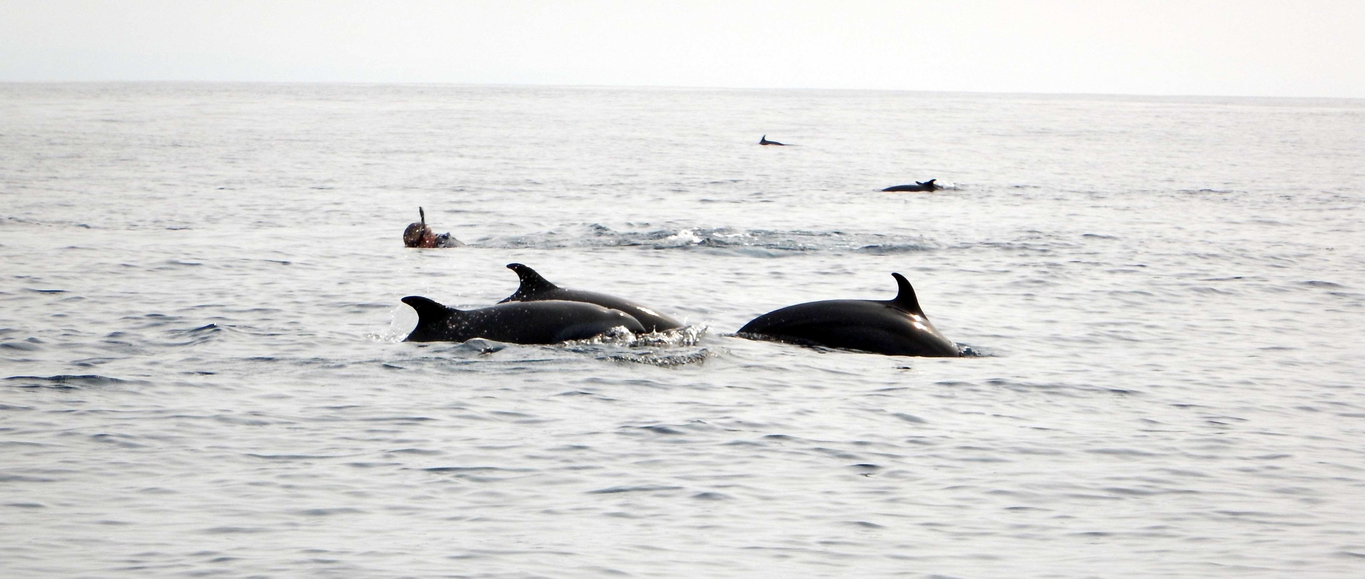 Marine mammals’ observation (during season only)