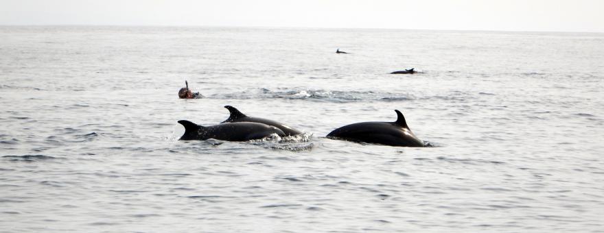 Marine mammals’ observation (during season only)